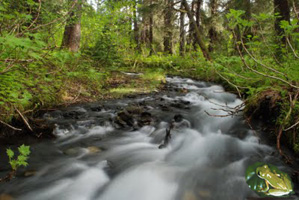 Description: Frog--&-river